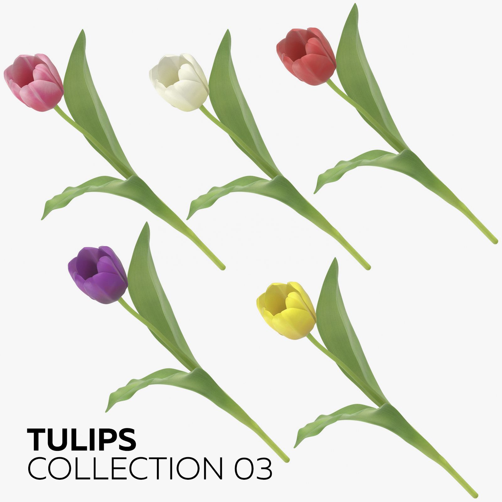 Tulpensammlung 03 3d model