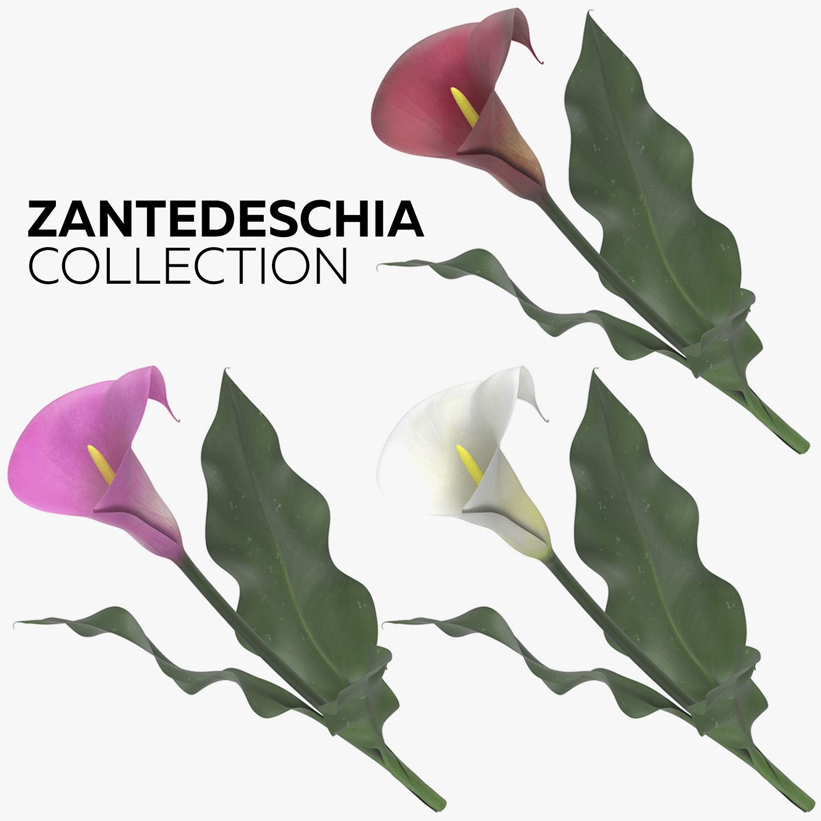 Zantedeschia-Sammlung 3d model