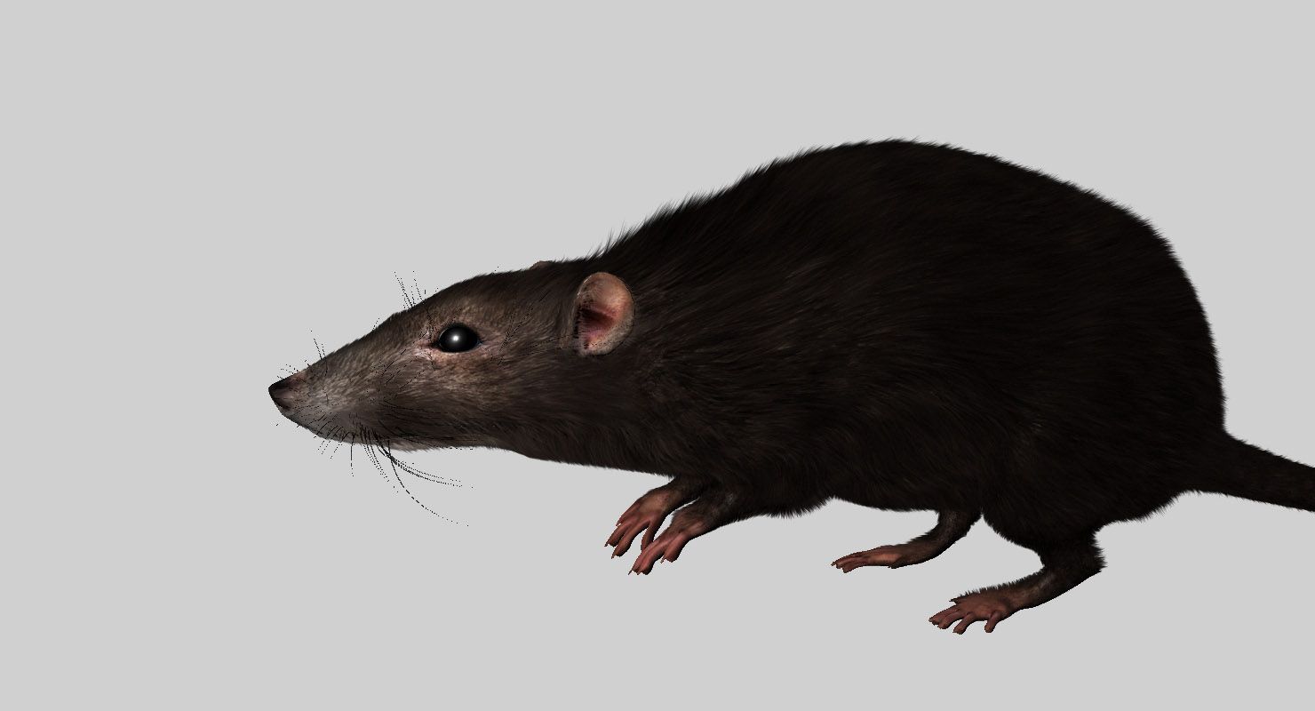 RAT 3d model