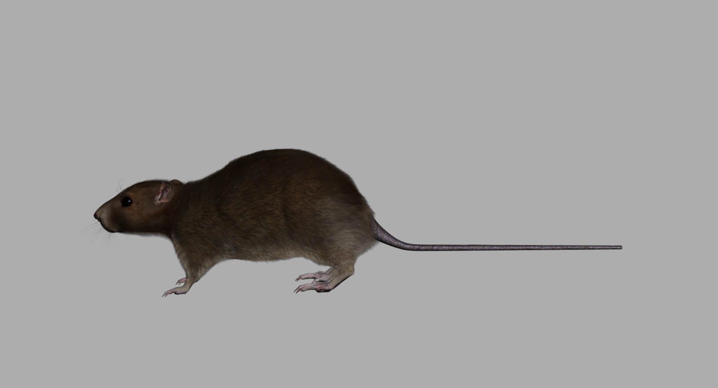 rat royalty-free 3d model - Preview no. 5