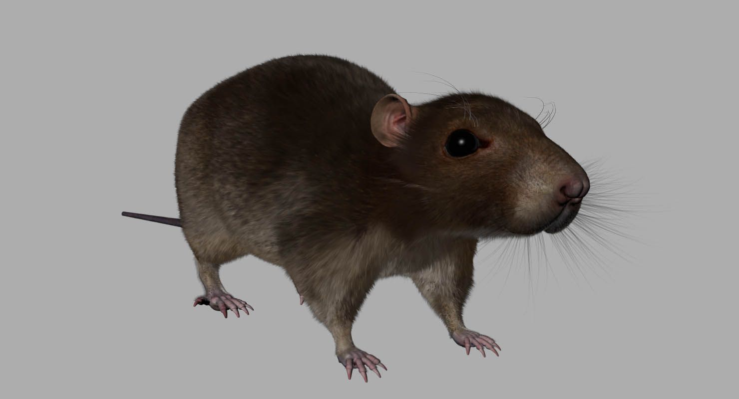 rat royalty-free 3d model - Preview no. 3