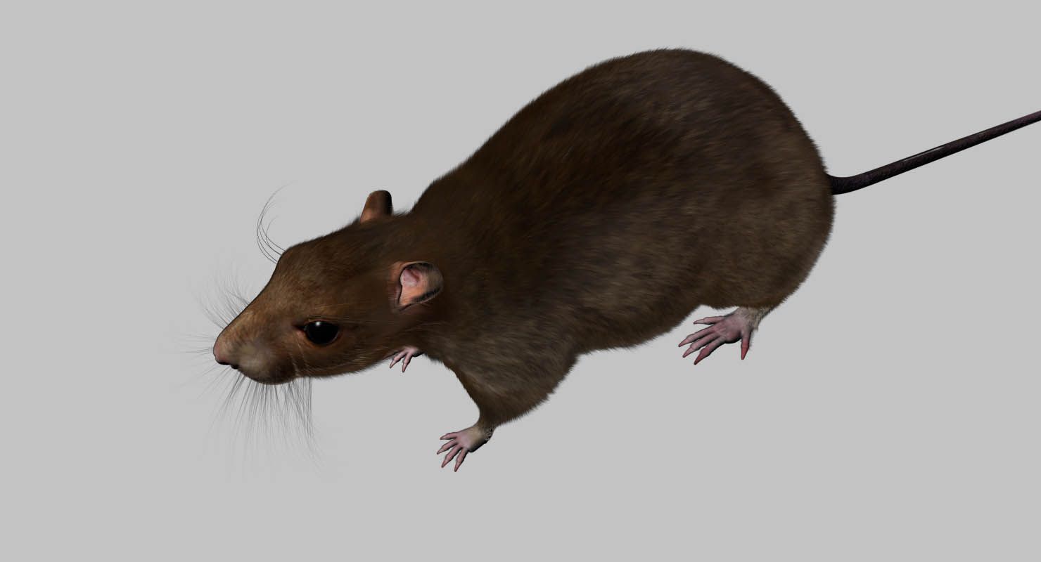 rat royalty-free 3d model - Preview no. 4