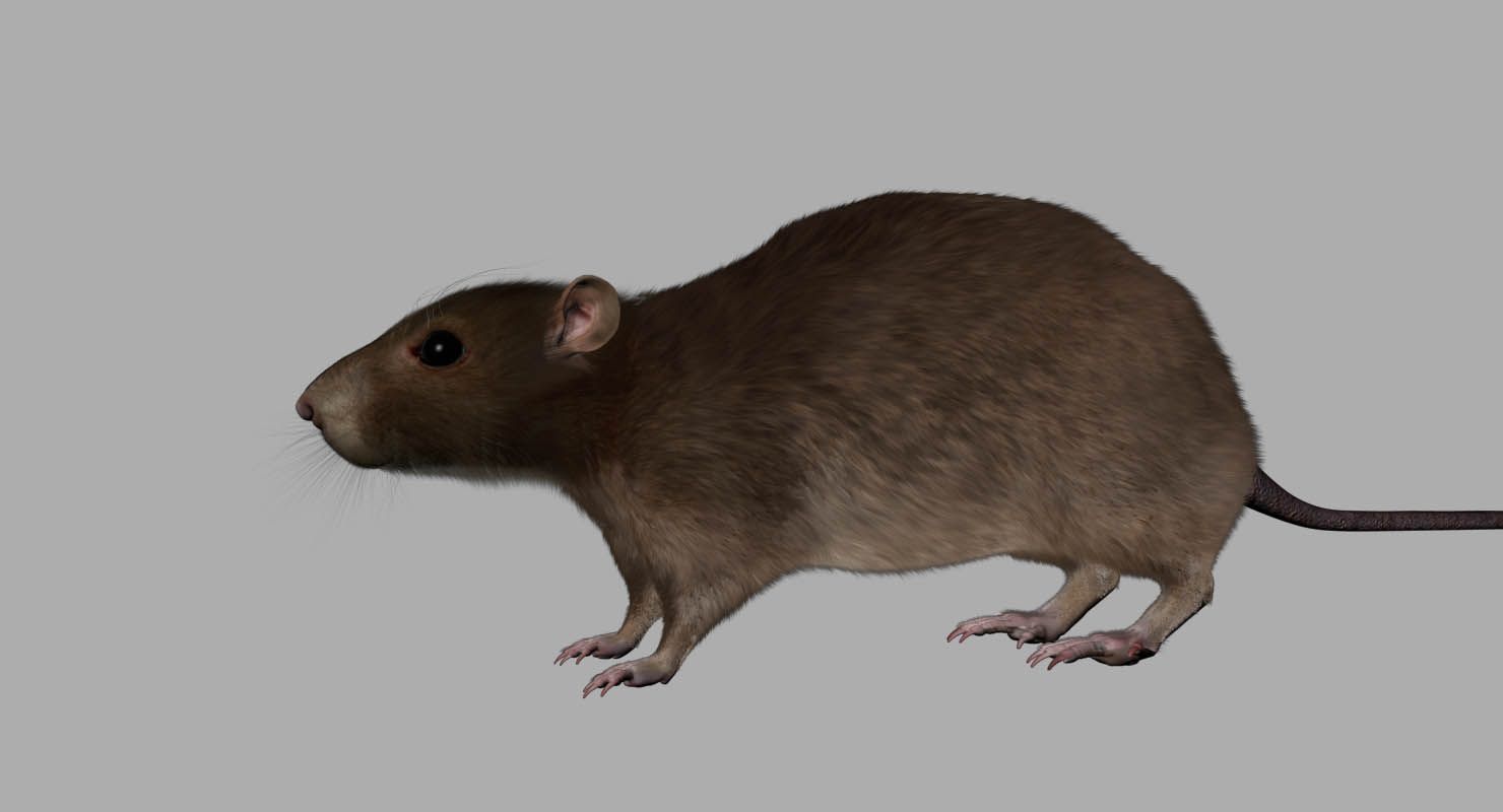 rat royalty-free 3d model - Preview no. 2