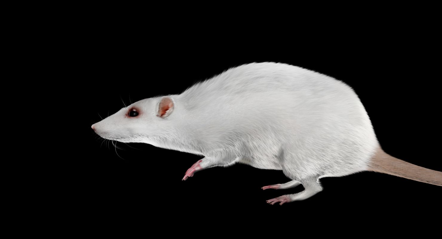 rat 3d model