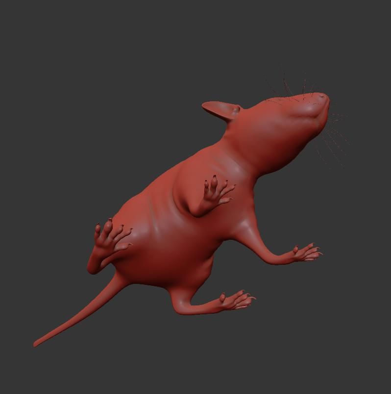 Animal Rat Mouse royalty-free 3d model - Preview no. 17