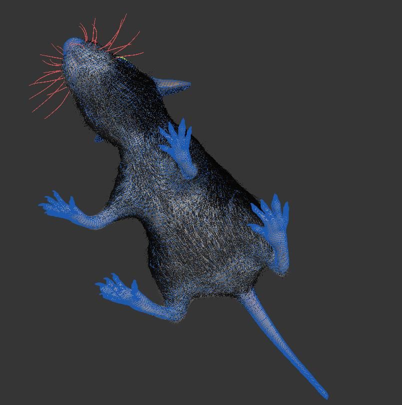 Animal Rat Mouse royalty-free 3d model - Preview no. 9