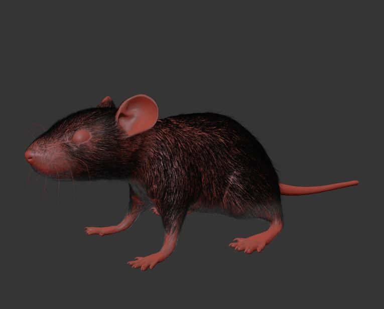 Animal Rat Mouse royalty-free 3d model - Preview no. 19