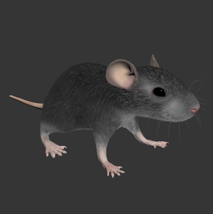 Animal Rat Mouse royalty-free 3d model - Preview no. 6