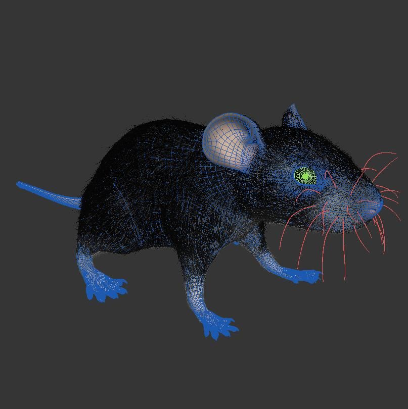 Animal Rat Mouse royalty-free 3d model - Preview no. 7