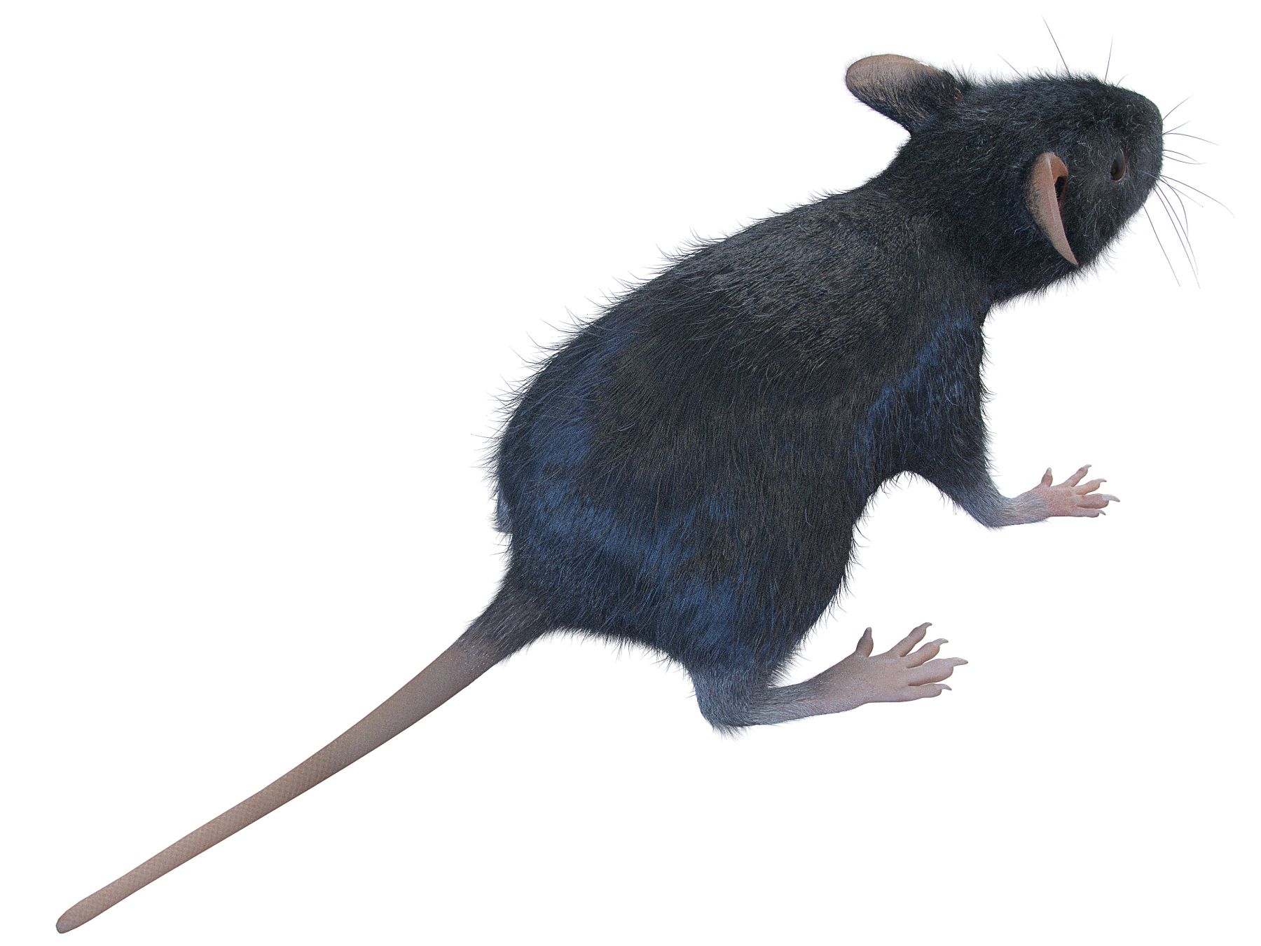 Animal Rat Mouse royalty-free 3d model - Preview no. 4