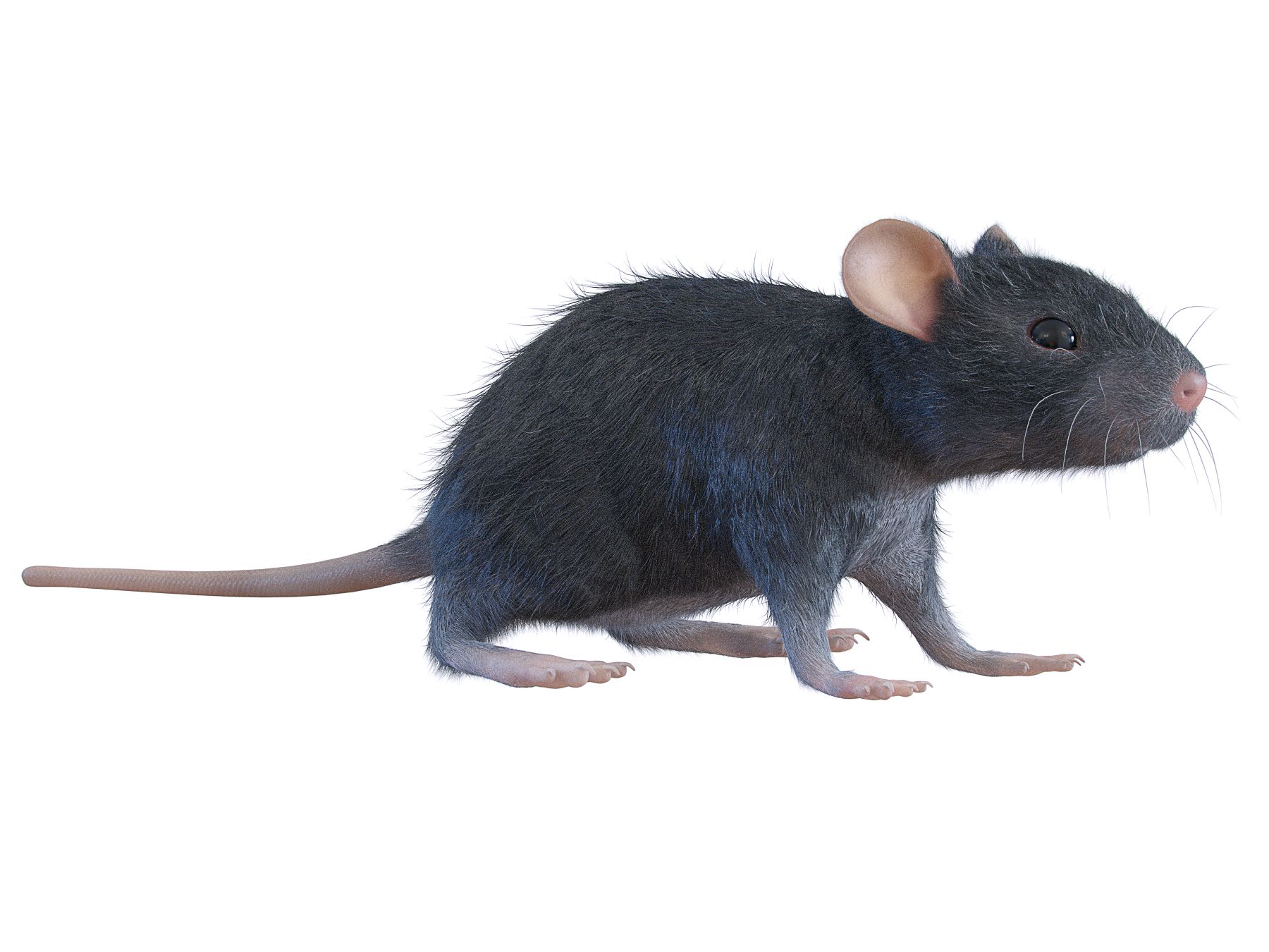 Animal Rat Mouse royalty-free 3d model - Preview no. 2