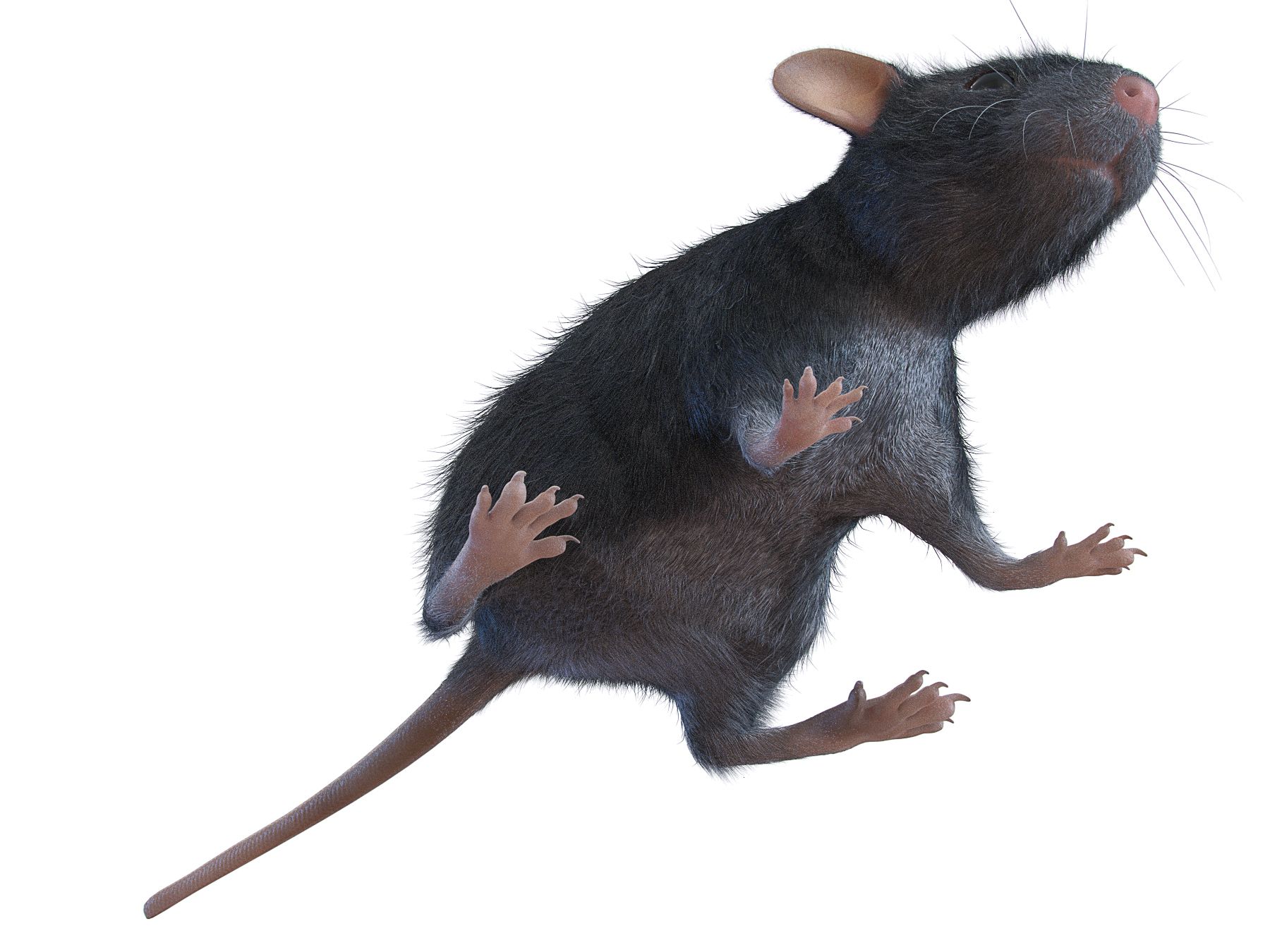 Animal Rat Mouse royalty-free 3d model - Preview no. 5