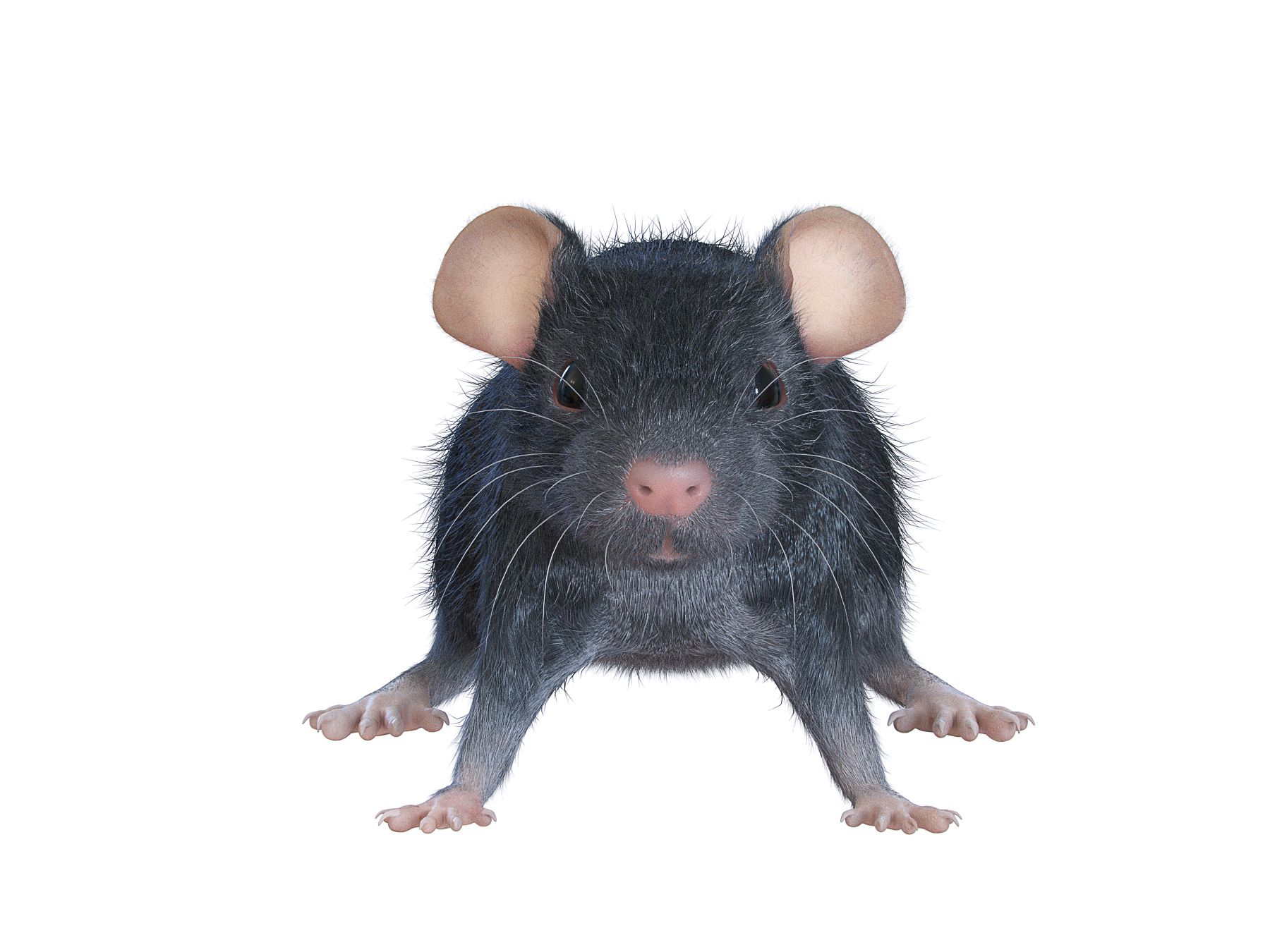 Animal Rat Mouse royalty-free 3d model - Preview no. 3