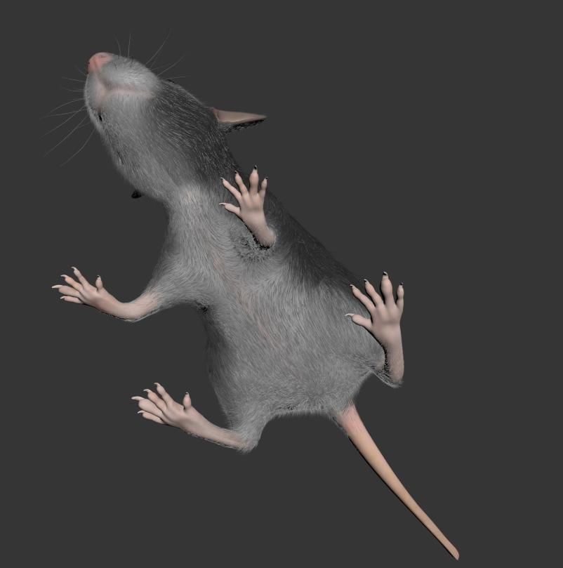 Animal Rat Mouse royalty-free 3d model - Preview no. 8