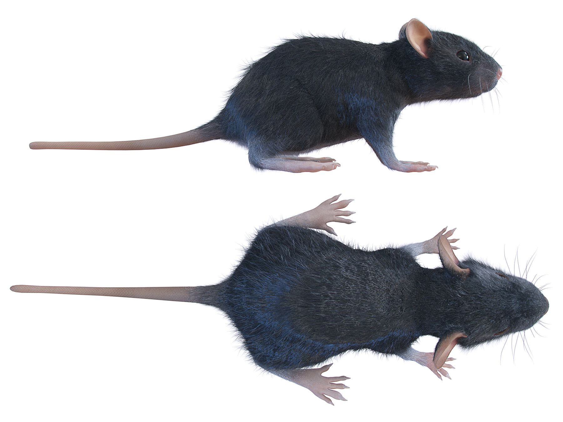 Animal Rat Mouse 3d model