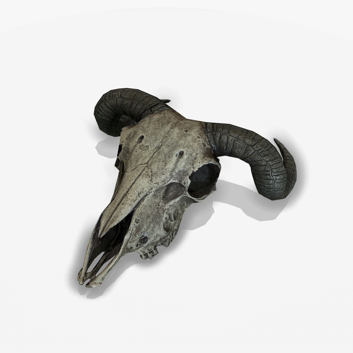 Animal Skull 3d model