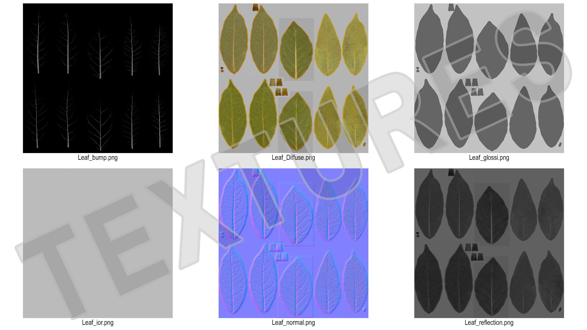 Getrocknetes Lorbeerblatt royalty-free 3d model - Preview no. 15