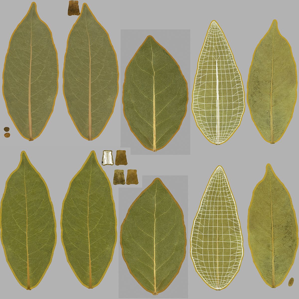 Getrocknetes Lorbeerblatt royalty-free 3d model - Preview no. 14