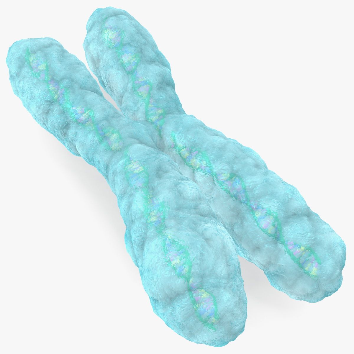 Menschliches X-Chromosom 3d model