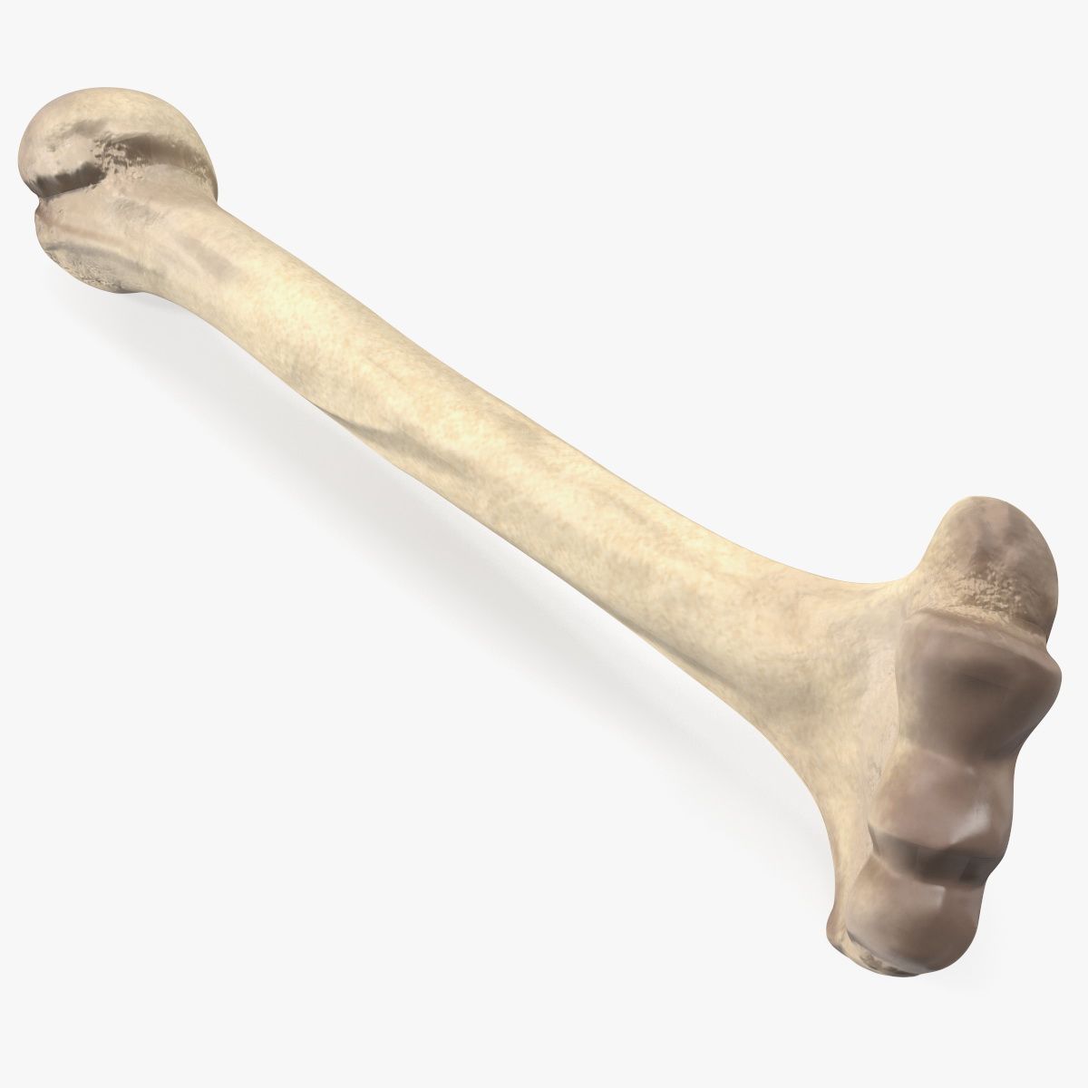 Кость 3d model