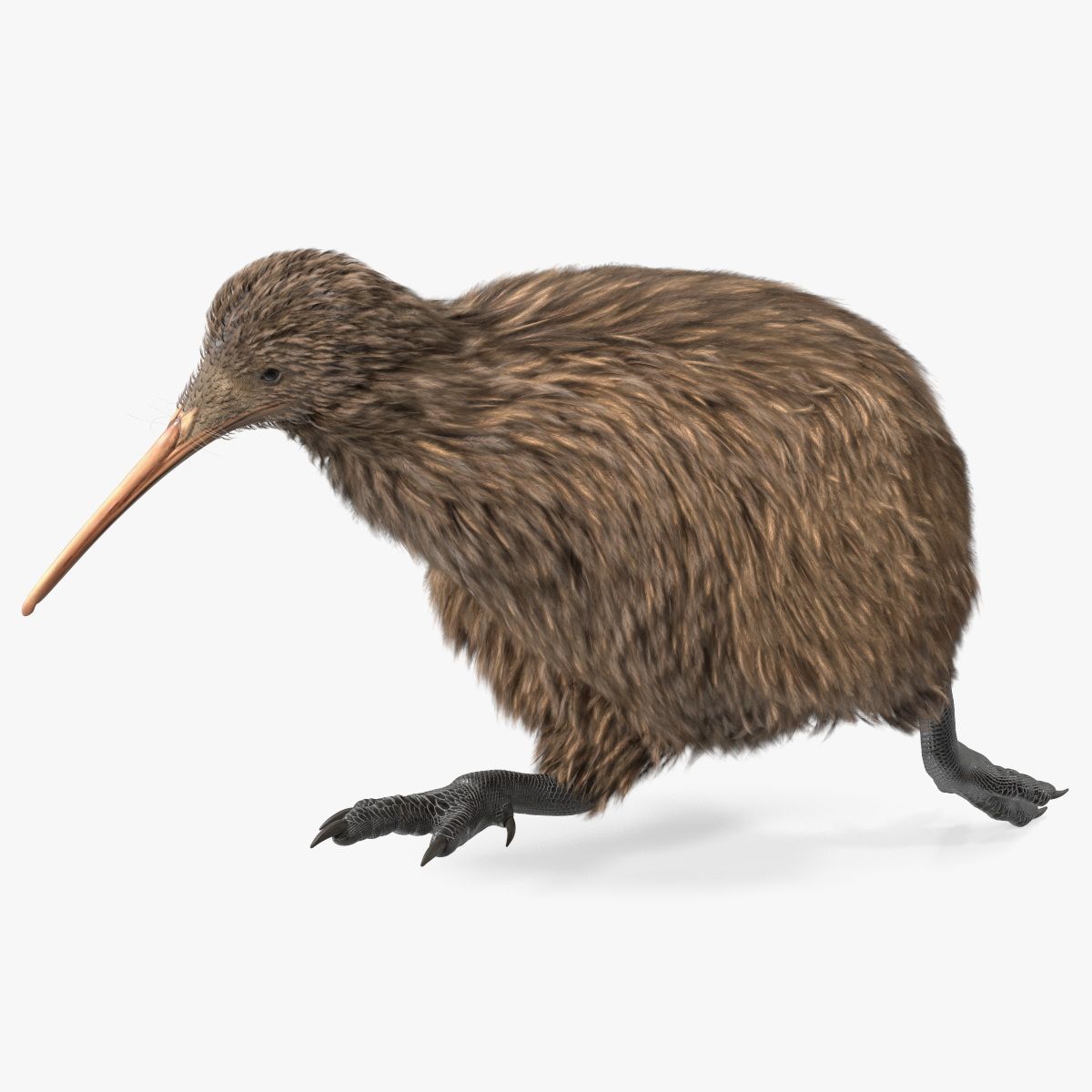 Führen Sie die Pose eines Kiwi-Vogels aus 3d model