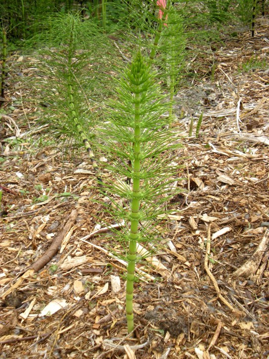 Photo shows a horsetail with a thick stem and whorls of thin stems branching from it.