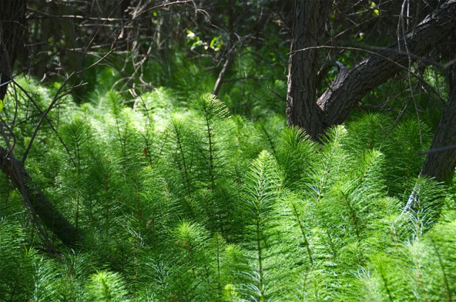 Photo shows many seedless plants growing in the shade of trees. The seedless plants have long, slender stalks with thin, filamentous branches radiating out from them. The branches have no leaves.