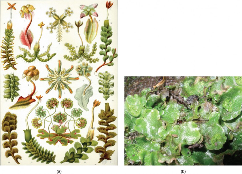 Illustration (a) shows a variety of liverworts, which all share a branched, leafy structure. Photo (b) shows a liverwort with lettuce-like leaves.