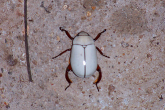 white beetle in Beetles