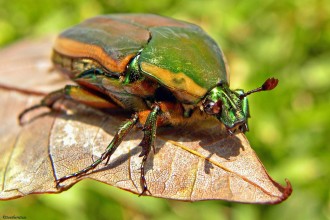 Beetle in Beetles