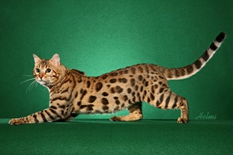 Bengal cat in Cat