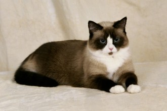 Cat , 6 Charming Snowshoe Cat Pictures : Snowshoe Cats