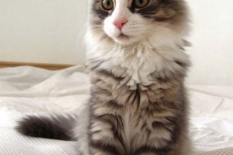 Siberian Cat in Cat