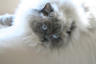 persian cat in Cat