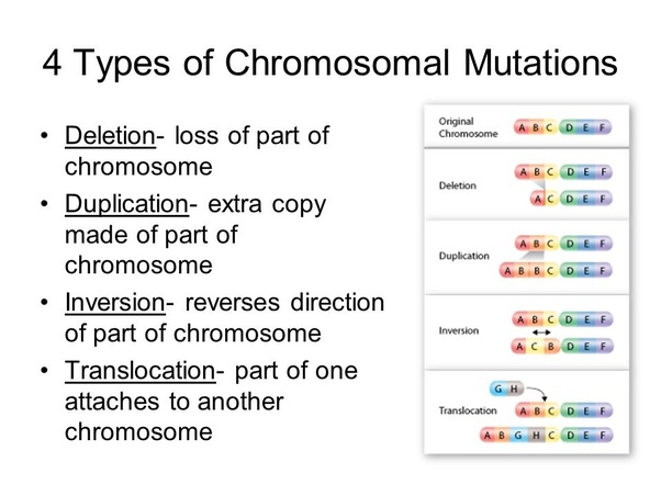 What Is Chromosomal Mutation What Are Some Examples Quora | Free Nude ...