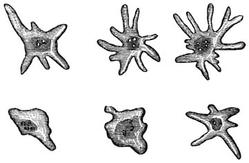 Fig. 31. Amoeben.