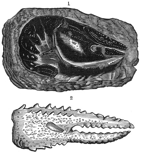 Fig. 204. Schaaldieren uit de triasperiode. De eerste kreeften met hare scharen.