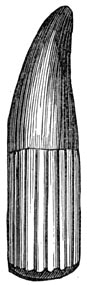 Fig. 216. Tand van eenen ichthyosaurus.