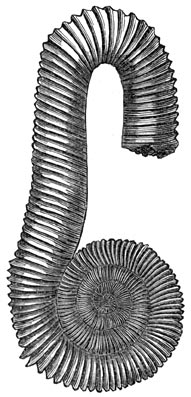 Fig. 265. Koppootige ammoniet der krijtperiode.