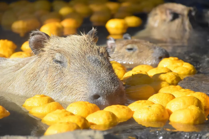 See Capybaras Bathing in Onsen! 9 Locations in Japan