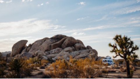 joshua-tree-road-trip