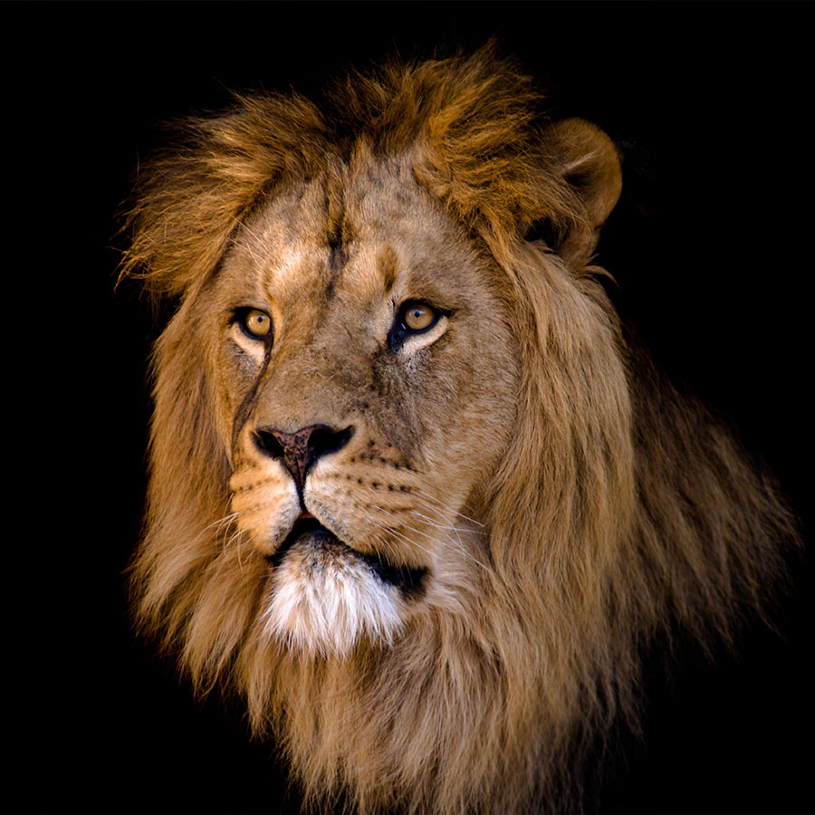 portrait of a big african male lion