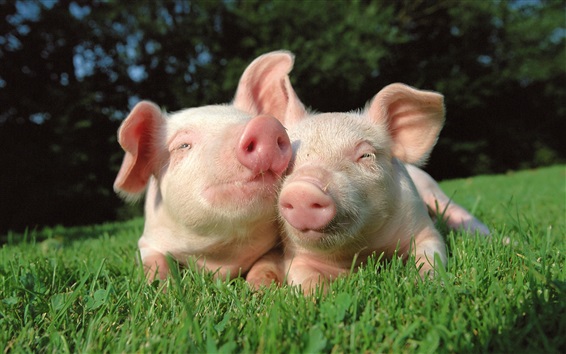 Wallpaper Two pigs in the grass