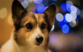 Preview wallpaper Dog, bokeh