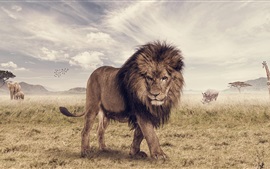 Preview wallpaper Savanna, lion, animals