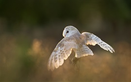 Preview wallpaper White bird, owl, wings