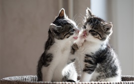 Preview wallpaper Two kittens playful