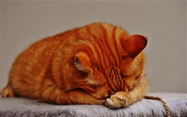 Preview wallpaper Tabby cat sleeping