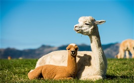 Preview wallpaper Alpaca mother and cub