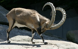 Preview wallpaper Ibex long horns